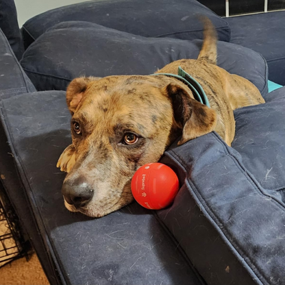 🐶Ring in 2026 with a Happy, Active Pup! 🎆Smart Dog Toy Ball,Automatic Moving Dog Ball